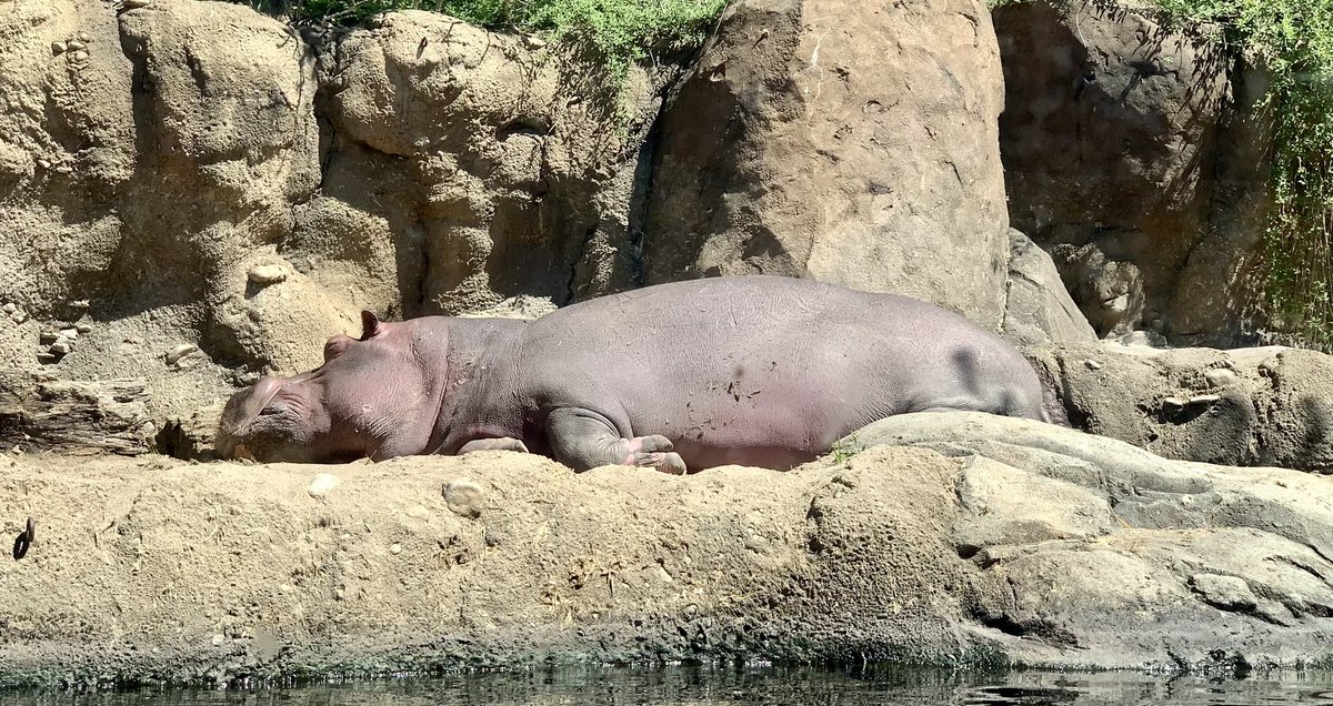 dtd99's tweet photo. On this rainy day in Northeast Ohio, I think back to the bright, sunny, and beautiful day we spent at the @CincinnatiZoo earlier this month! #CincyZooPic #MyOhioFun #Travel #Cincinnati https://t.co/2qtOFJVUuu