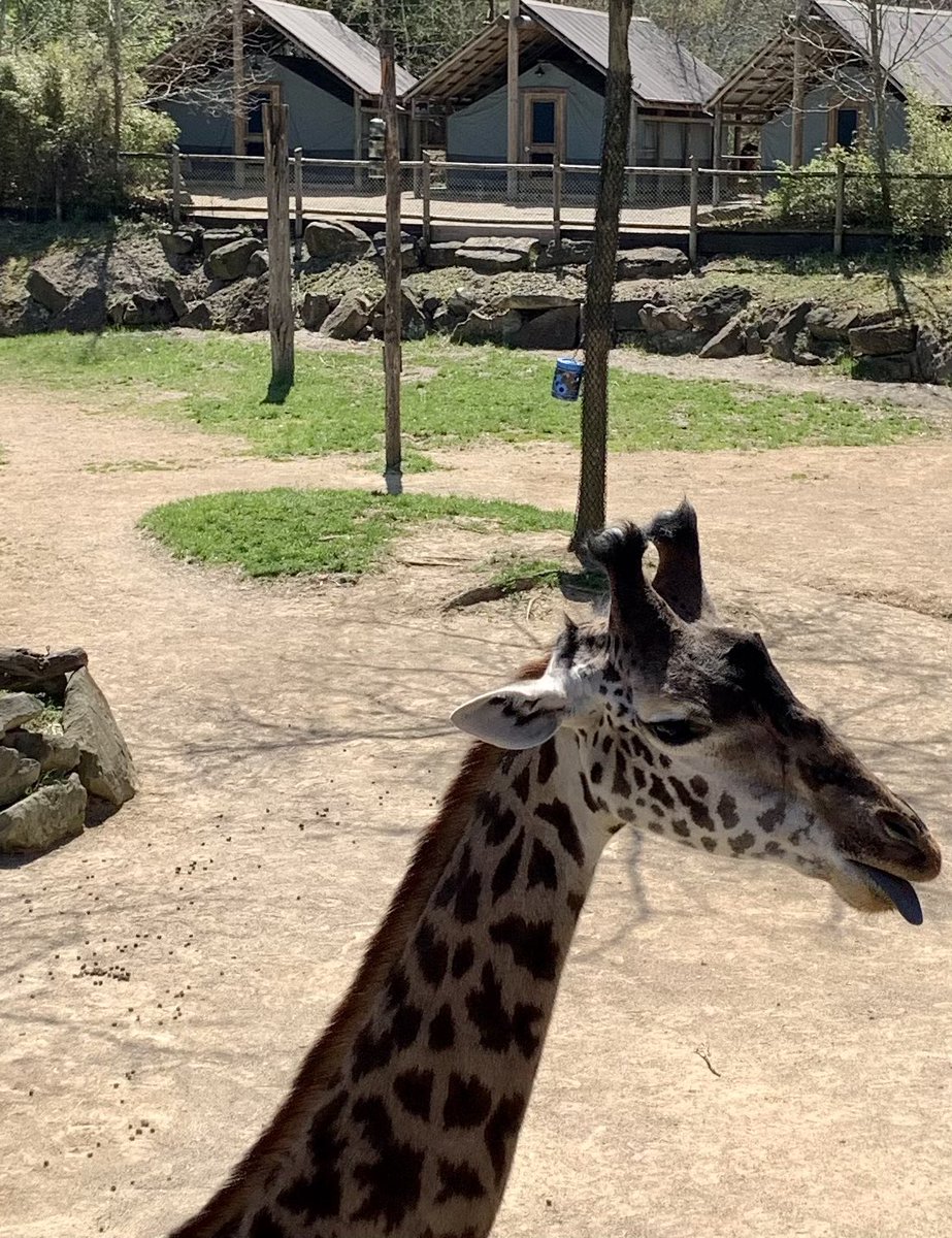 dtd99's tweet photo. On this rainy day in Northeast Ohio, I think back to the bright, sunny, and beautiful day we spent at the @CincinnatiZoo earlier this month! #CincyZooPic #MyOhioFun #Travel #Cincinnati https://t.co/2qtOFJVUuu