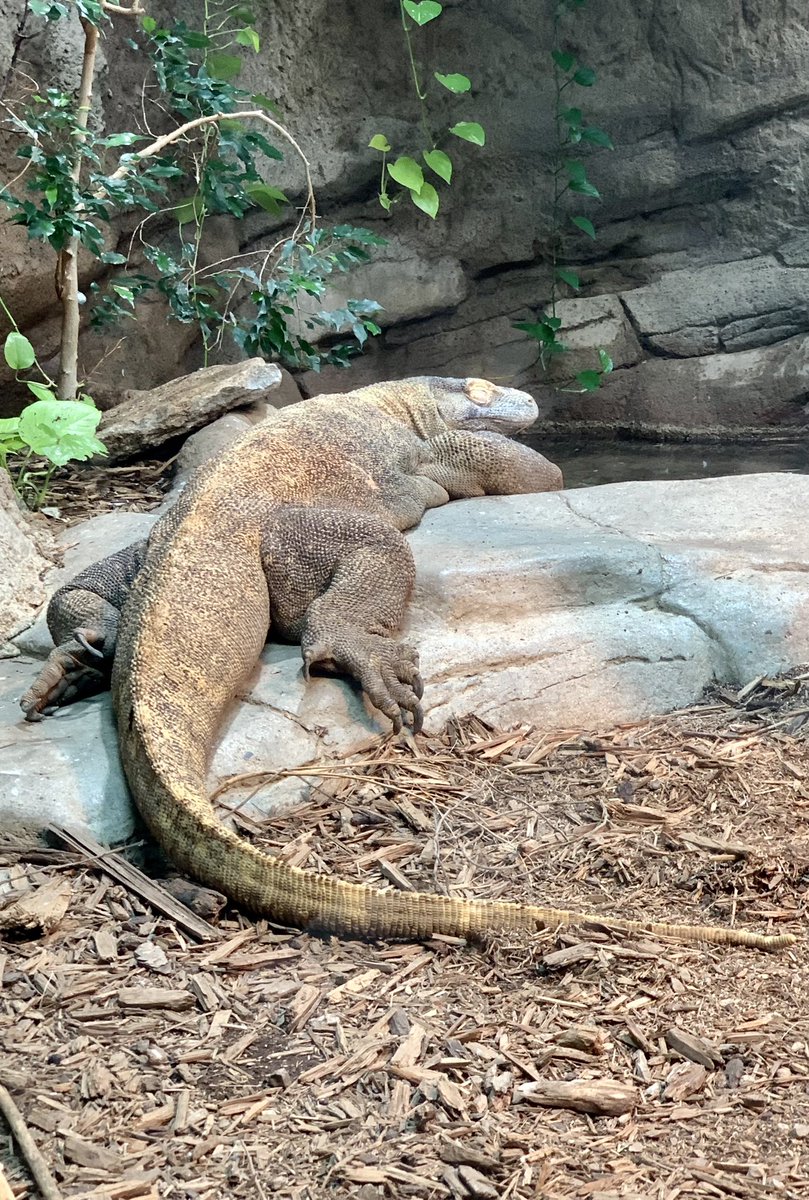dtd99's tweet photo. On this rainy day in Northeast Ohio, I think back to the bright, sunny, and beautiful day we spent at the @CincinnatiZoo earlier this month! #CincyZooPic #MyOhioFun #Travel #Cincinnati https://t.co/2qtOFJVUuu