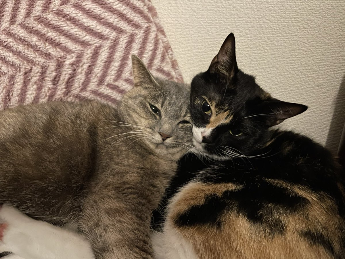 KikisSuper's tweet photo. #catlover #CatsOfTwitter #BFFs
ぴと。 https://t.co/DcqBwqnTV5