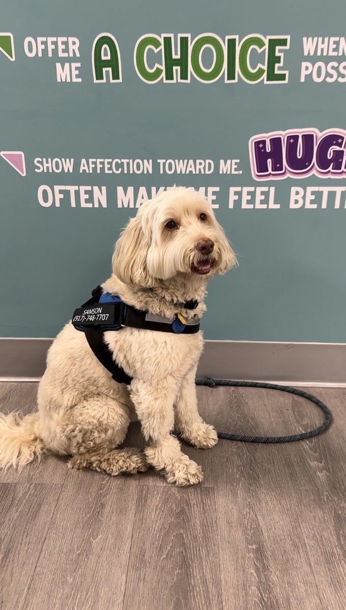 Cohen_Childrens's tweet photo. Nothing can be better — or cuter — than following around therapy dog Samson for a day. 😍🐾 Happy #NationalTherapyAnimalDay to the amazing animals that come and visit our patients and staff! https://t.co/l9sQrj0lKr