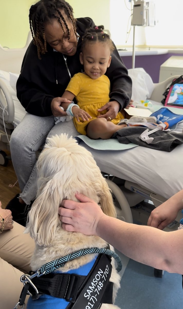 Cohen_Childrens's tweet photo. Nothing can be better — or cuter — than following around therapy dog Samson for a day. 😍🐾 Happy #NationalTherapyAnimalDay to the amazing animals that come and visit our patients and staff! https://t.co/l9sQrj0lKr