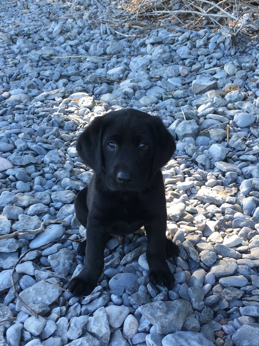 Cummer23's tweet photo. Happy 5th Birthday to my not so little anymore Hunting Buddy Axl !! He is just an all around Beauty Dog. #Labradors #GunDog #HuntingPartner https://t.co/SVvIoTeNSe