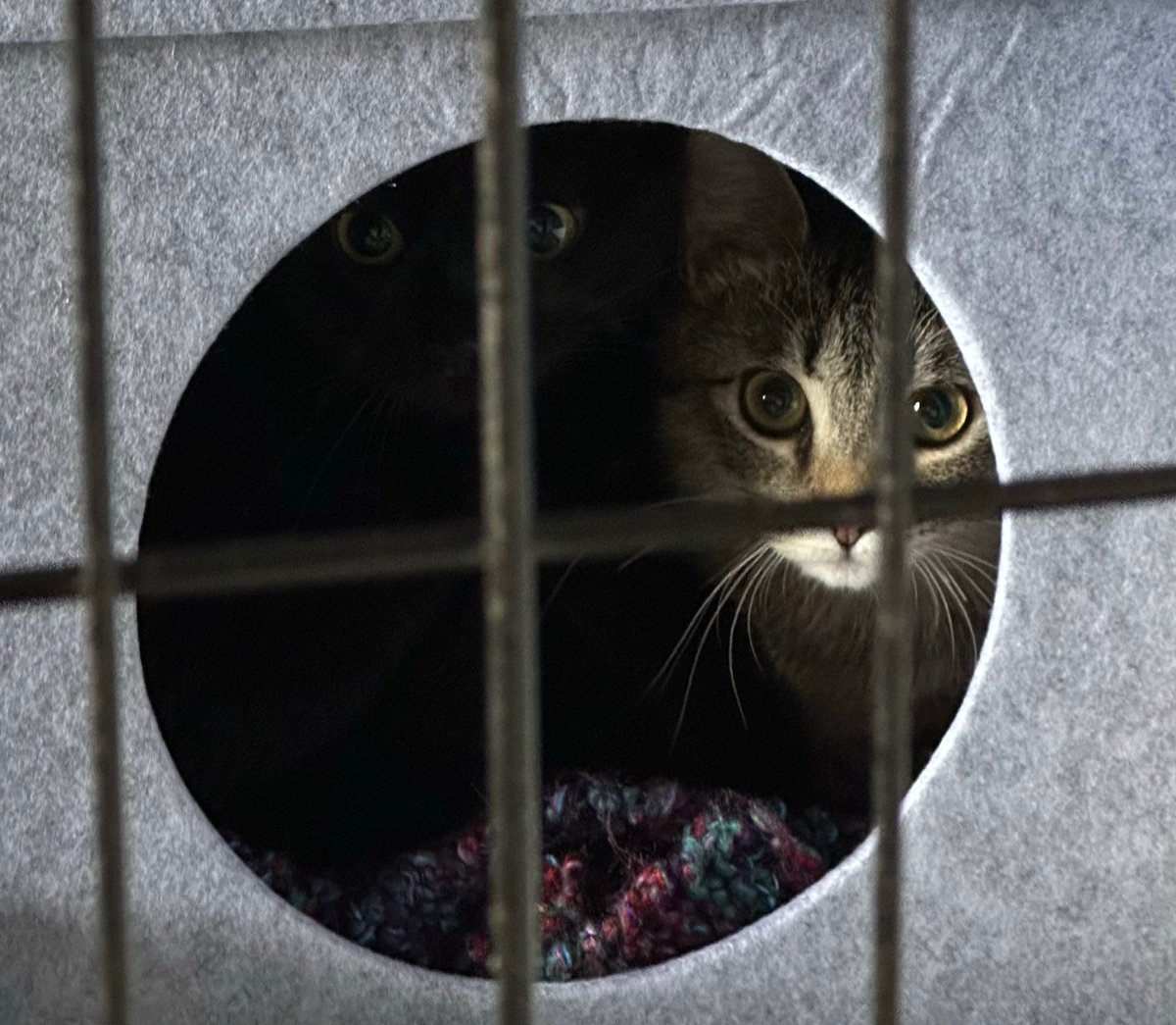 Legoftime's tweet image. New cats! 😀