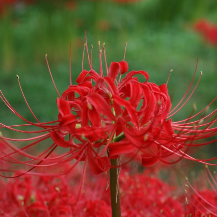 TokuReset He's talking about the red spider lily which does