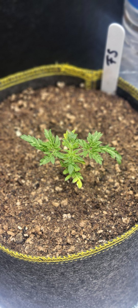 icannabitbetter's tweet photo. I love my little greenhouse😁 https://t.co/wSjSeWKiOp