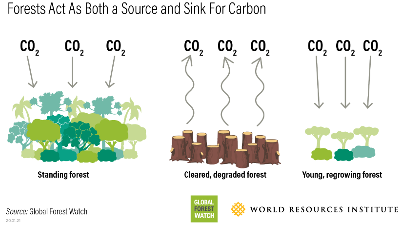wef's tweet photo. What is Arbor Day and why is it important? https://t.co/rd81qB3qWw #Trees #ClimateCrisis https://t.co/FbWuALloZG