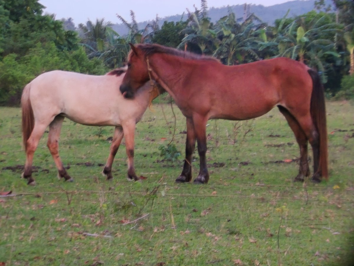 xmagayonx's tweet image. One of my dream subjects aside from Butterflies and Birds are actually Horses. (Well basically Wildlife) but Horses are special to me because when I was younger I dreamt of learning of horseback riding. I went out today but saw them. Not my best yet but I had to try. #kodakpixpro