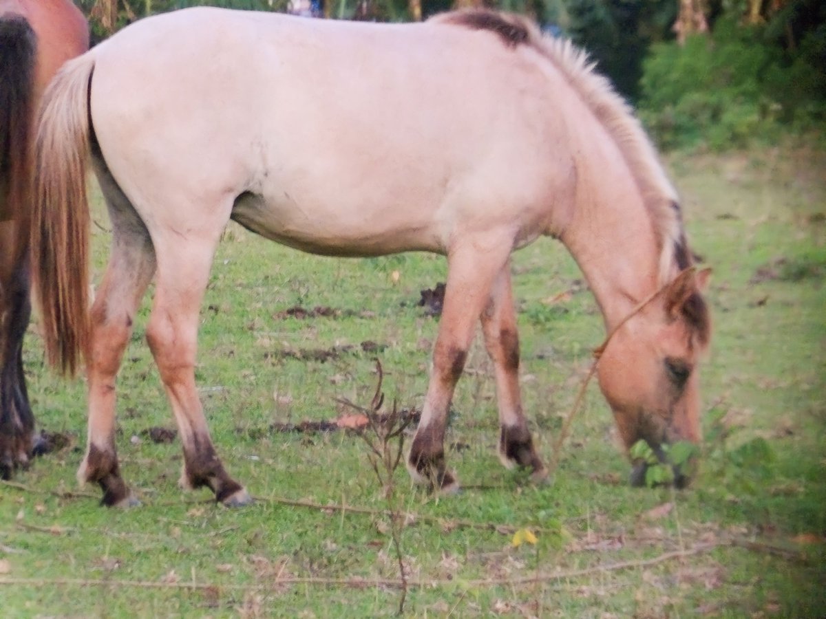 xmagayonx's tweet image. One of my dream subjects aside from Butterflies and Birds are actually Horses. (Well basically Wildlife) but Horses are special to me because when I was younger I dreamt of learning of horseback riding. I went out today but saw them. Not my best yet but I had to try. #kodakpixpro