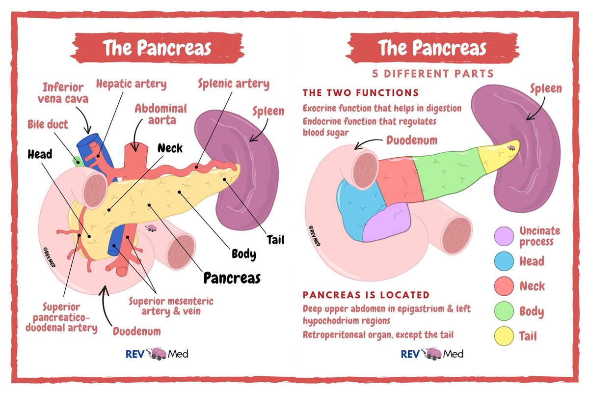 Uncinate Process Pancreas