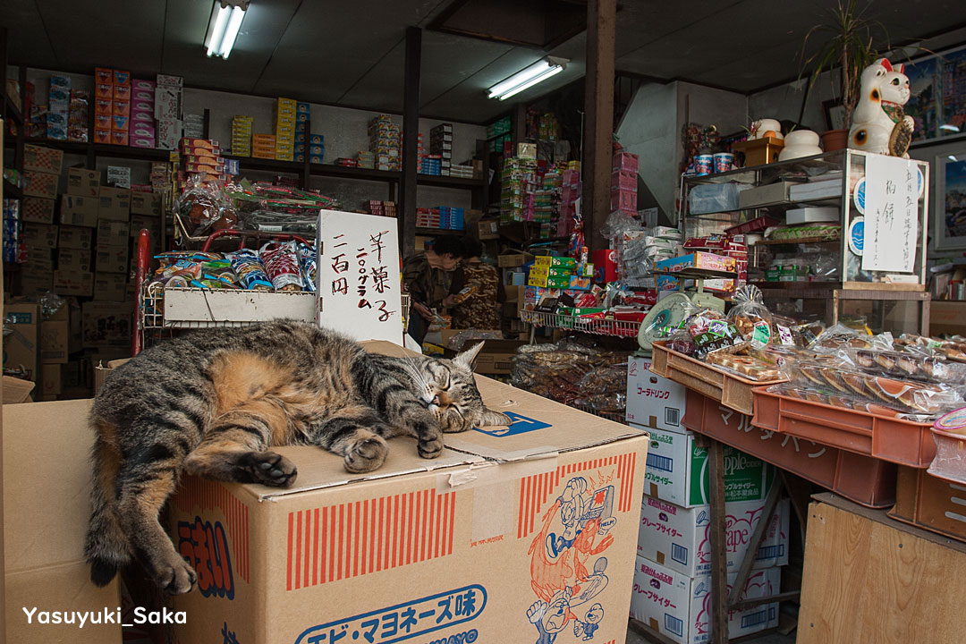 お店番。