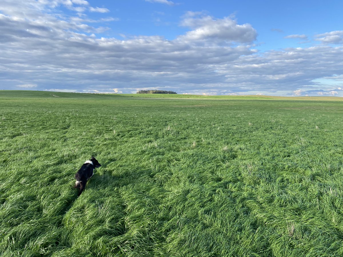 La Baronesa 🤍 <a href="/CharlieBosch/">Charlie Bosch</a>