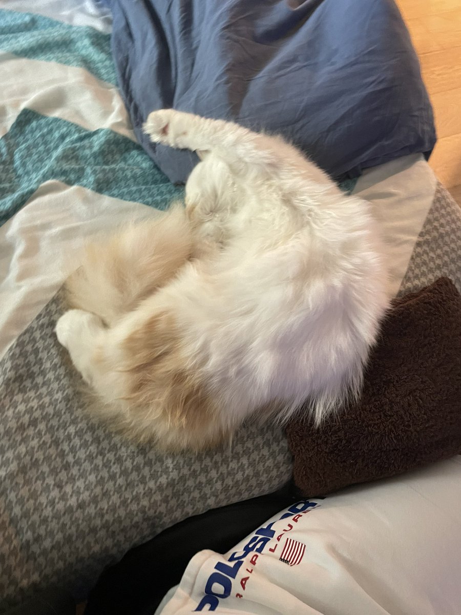 MerchaouiFares's tweet photo. @PicturesFoIder Best cat ever https://t.co/eQY13WMRaS