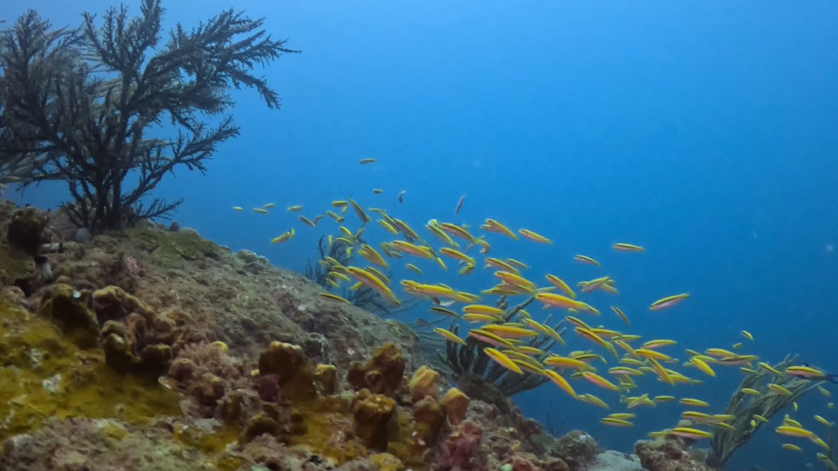 Scuba Tobago #underwaterphoto