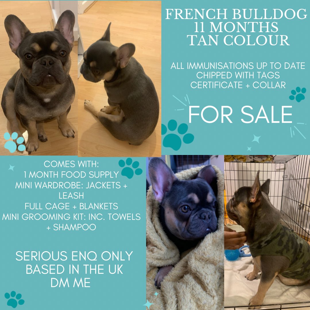 Ms_yvonne6's tweet image. #Frenchie #FrenchBullDog #NewHomeNeeded #LovelyTemper #FamilyFriendly #DMForMoreInfo #UK #LONDON #Sheffield