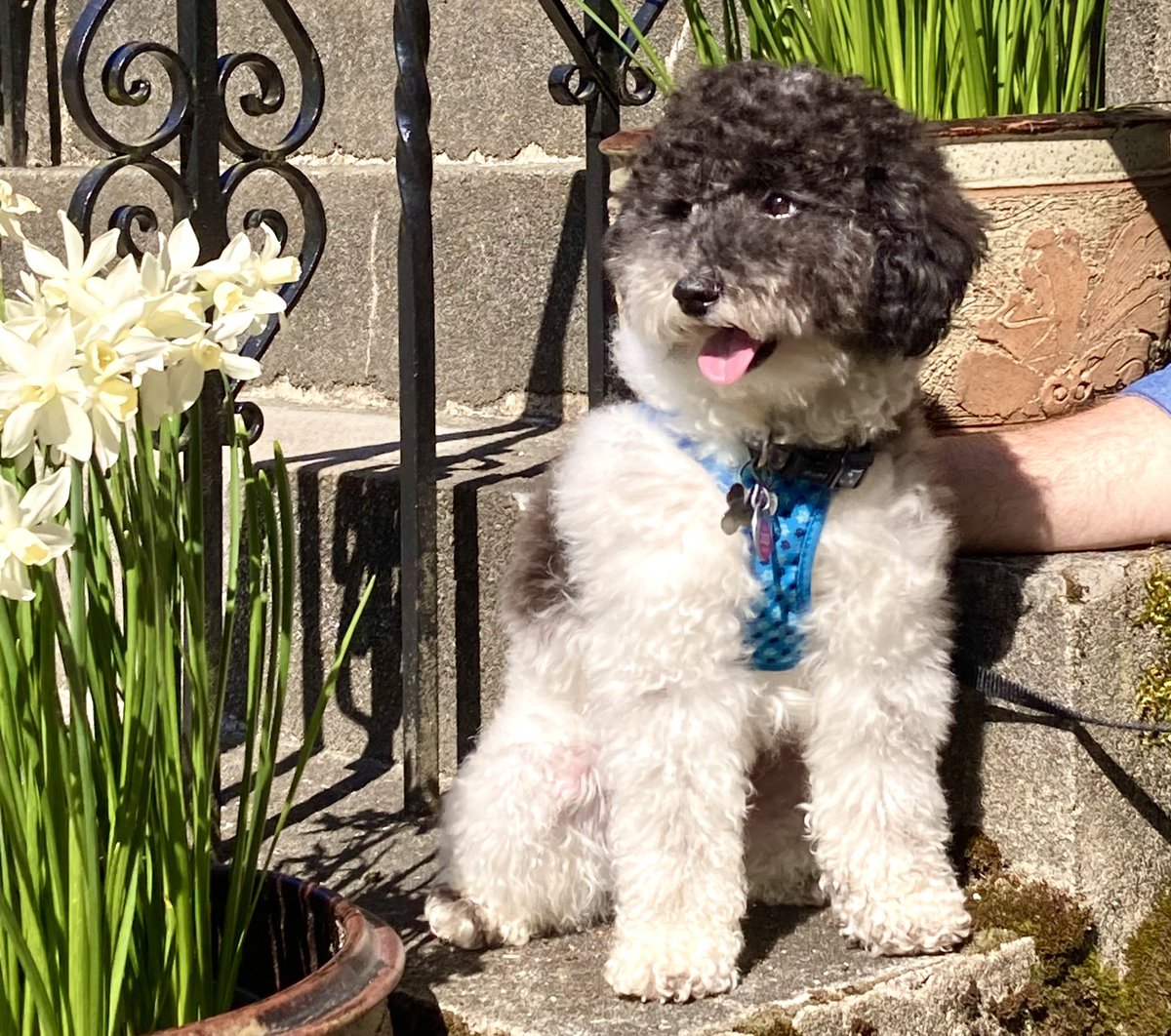 #AdoptAShelterPetDay Niko, a puppy farm survivor, has been with us here on Vancouver Island for six months. He’s learned to live without fear, and taught us vital lessons about courage and the enduring power of love ❤️🐾