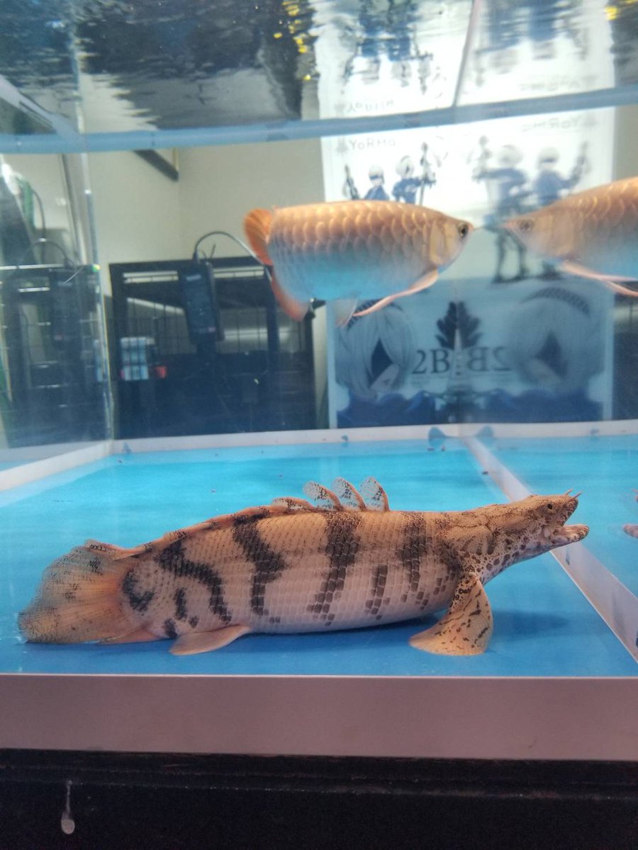 ツチノコスタイル

 #アクアリウム  #アロワナ
 #古代魚  #淡水魚
 #ポリプテルス  #エンドリケリー
 #ショート