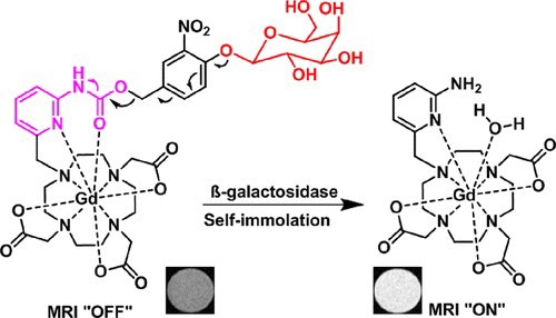 isciverse's tweet photo. Molecular Engineering of Self-Immolative Bioresponsive MR Probes

@J_A_C_S @isciverse #Chemistry #ChemTwitter #chemed #scicomm #news #Technology #Tech #NewsBreak #Trending #research #science #AcademicTwitter

https://t.co/kIY476i8ye https://t.co/hXtEH85lkN