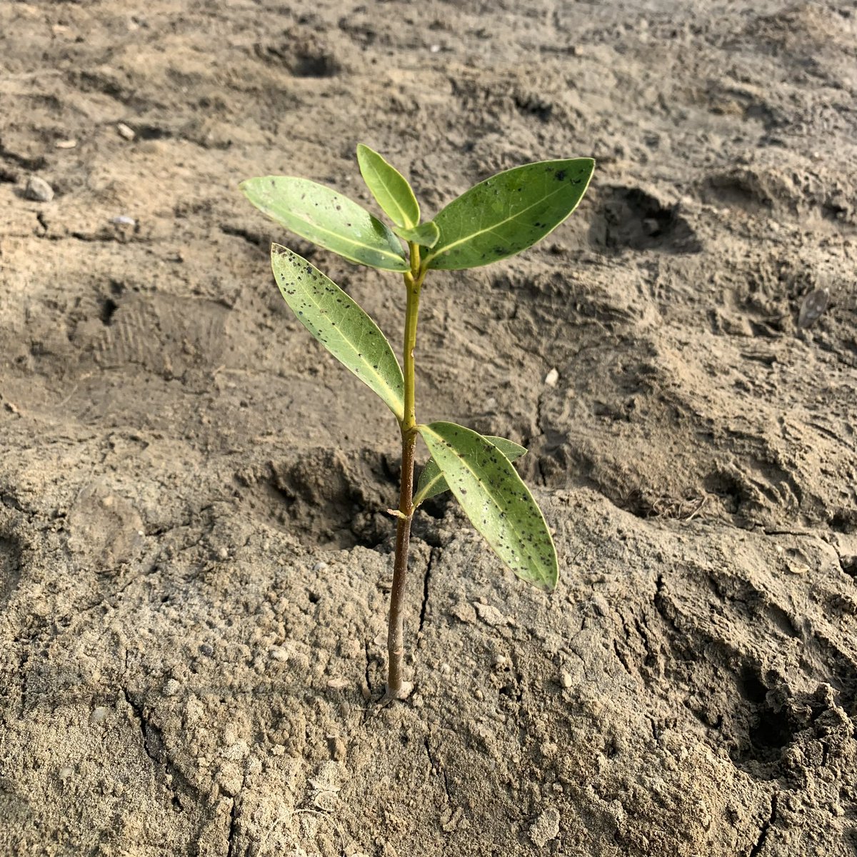 Thuvakkam's tweet photo. Where the land meets the sea, we find a unique and prolific ecosystem - Mangroves. These dense tropical forests are an agent for coastal sustainability, one of nature’s most productive carbon assets, biodiversity hub, &amp; a natural coastal guard against rising sea levels,calamitie https://t.co/z8iRtJn3ww