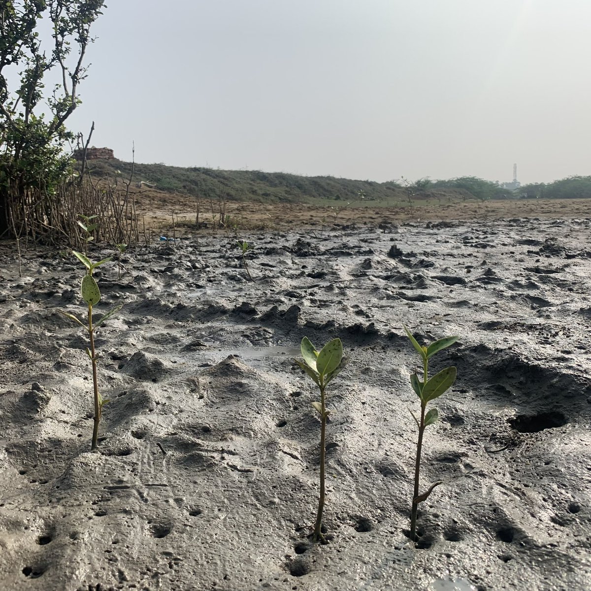 Thuvakkam's tweet photo. Where the land meets the sea, we find a unique and prolific ecosystem - Mangroves. These dense tropical forests are an agent for coastal sustainability, one of nature’s most productive carbon assets, biodiversity hub, &amp; a natural coastal guard against rising sea levels,calamitie https://t.co/z8iRtJn3ww