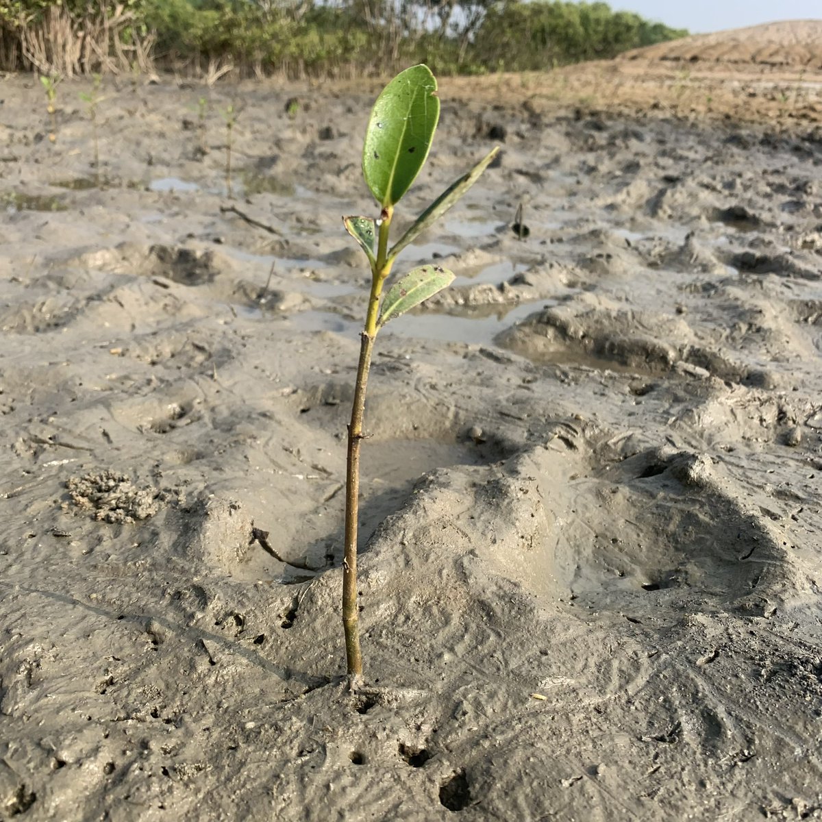 Thuvakkam's tweet photo. Where the land meets the sea, we find a unique and prolific ecosystem - Mangroves. These dense tropical forests are an agent for coastal sustainability, one of nature’s most productive carbon assets, biodiversity hub, &amp; a natural coastal guard against rising sea levels,calamitie https://t.co/z8iRtJn3ww