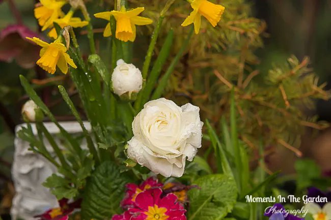 MomentsintheG's tweet image. The end of April.  The garden has been very delayed compared to other years, but my spring containers have given it a boost.  #endofapril #aprilgarden #springcontainer #momentsinthegardenphotography