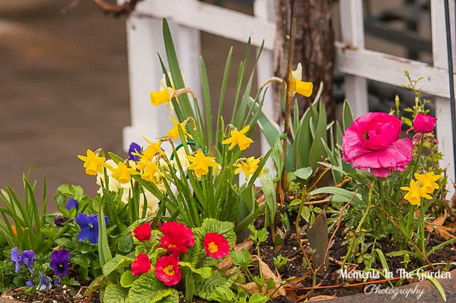 MomentsintheG's tweet image. The end of April.  The garden has been very delayed compared to other years, but my spring containers have given it a boost.  #endofapril #aprilgarden #springcontainer #momentsinthegardenphotography