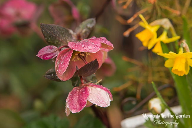 MomentsintheG's tweet image. The end of April.  The garden has been very delayed compared to other years, but my spring containers have given it a boost.  #endofapril #aprilgarden #springcontainer #momentsinthegardenphotography
