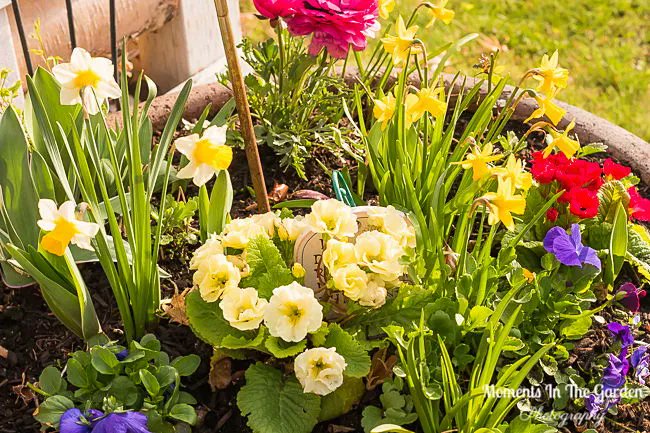 MomentsintheG's tweet image. The end of April.  The garden has been very delayed compared to other years, but my spring containers have given it a boost.  #endofapril #aprilgarden #springcontainer #momentsinthegardenphotography