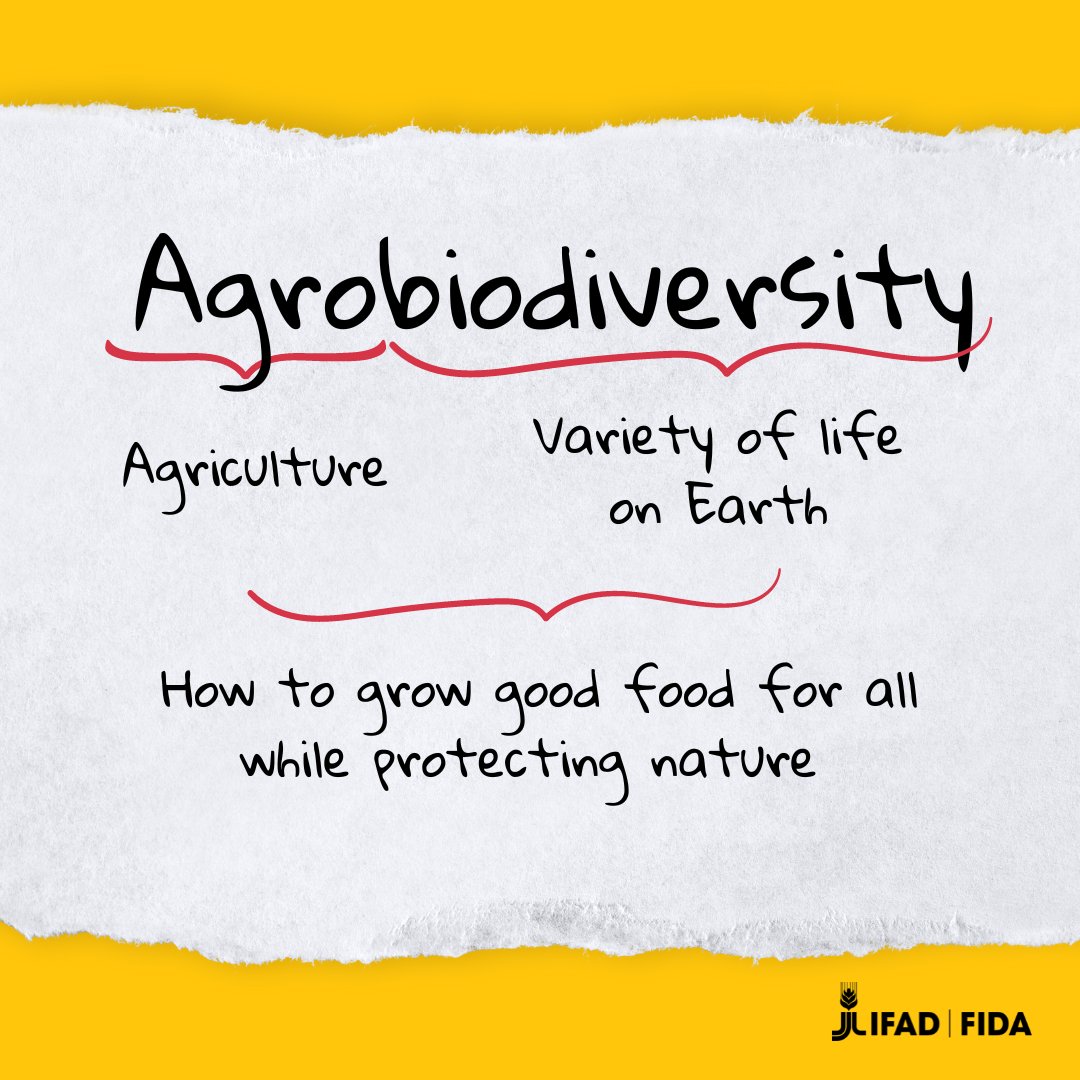 IFAD's tweet image. Agriculture has the potential to protect biodiversity, but right now it's a leading driver of its decline. 
 
To nourish the planet and achieve #ZeroHunger, this must change. Agrobiodiversity is the key to getting there 🌱 🥭🙌