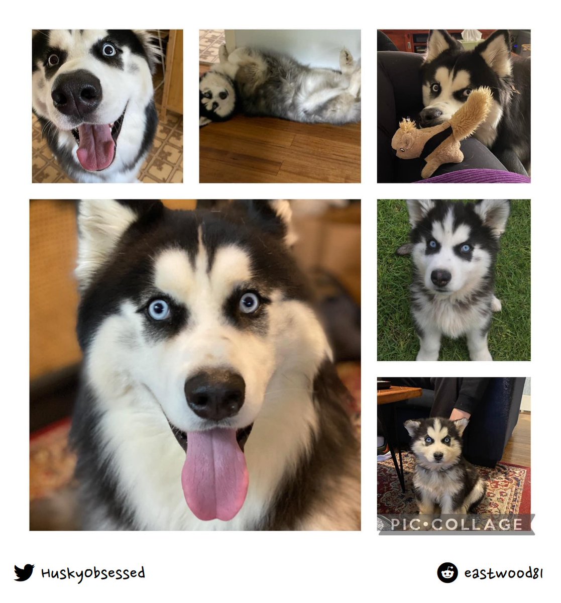 HuskyObsessed's tweet photo. Rip my big boy Rocky. Cancer took him a couple of days away from his second birthday
#husky #siberianhusky #huskylove https://t.co/e8eNm7Dttj