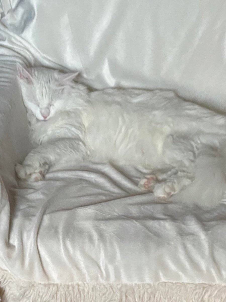 ShouldHaveCat's tweet photo. https://t.co/0Tr1N5XtJD