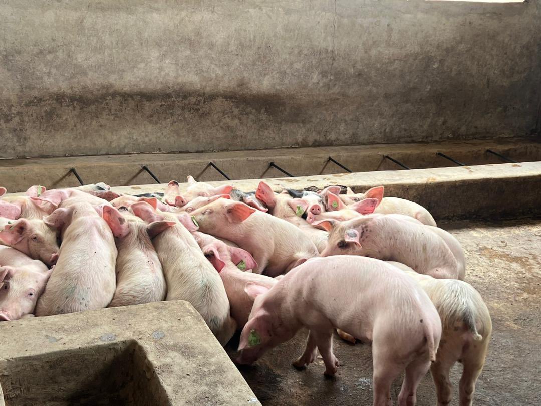 Ntarama Pigs Farm on Twitter: \