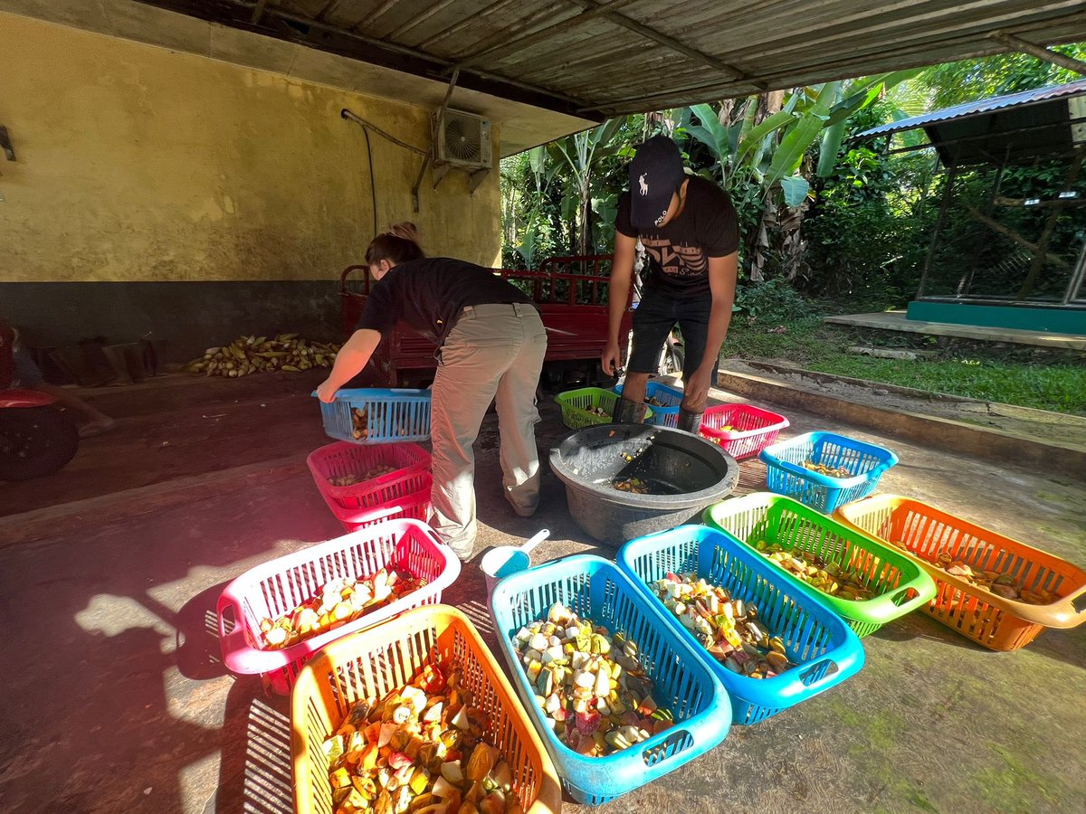 Cassowary food prep each morning - 13 cassowaries, means a lot of fruit to cut and portion out! #wildliferescue #cikananga #animalcare #Indonesia