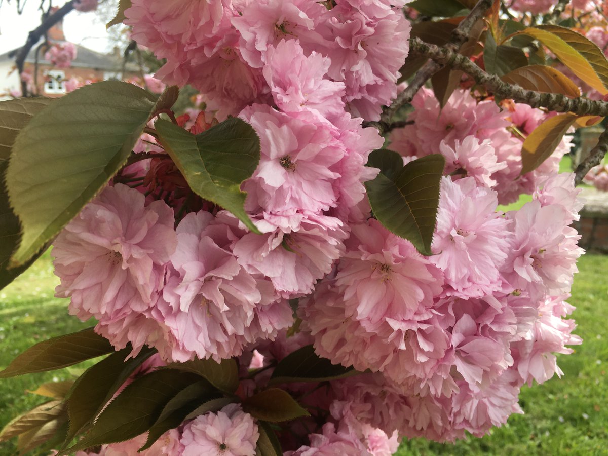 wizardwords7's tweet photo. IN THE PINK! The only way to shoot cherry blossom is way up close.
#CherryBlossom #inthepink #Pink #closeupshot #springtime #inthepink #Pink #closeupshot #springtime  #springflowers https://t.co/Mk6Jh1khTW