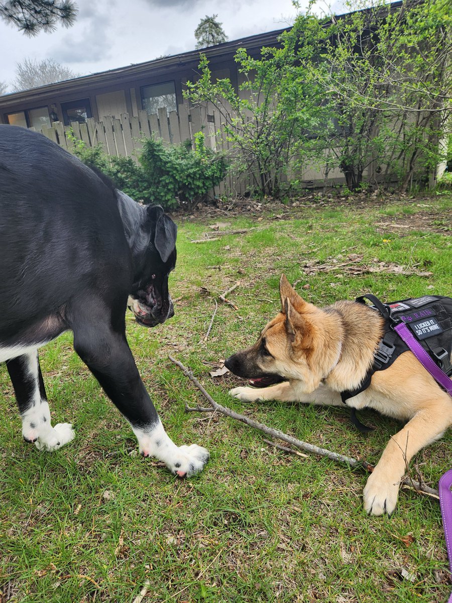 Merrick279's tweet photo. Rain having fun with a stick. She had a play date with her cousin, Apollo. They love each other so much. 🐾💙🐾

#dogsoftwitter  #GermanShepherd #gsd https://t.co/k4x4QVJhn2