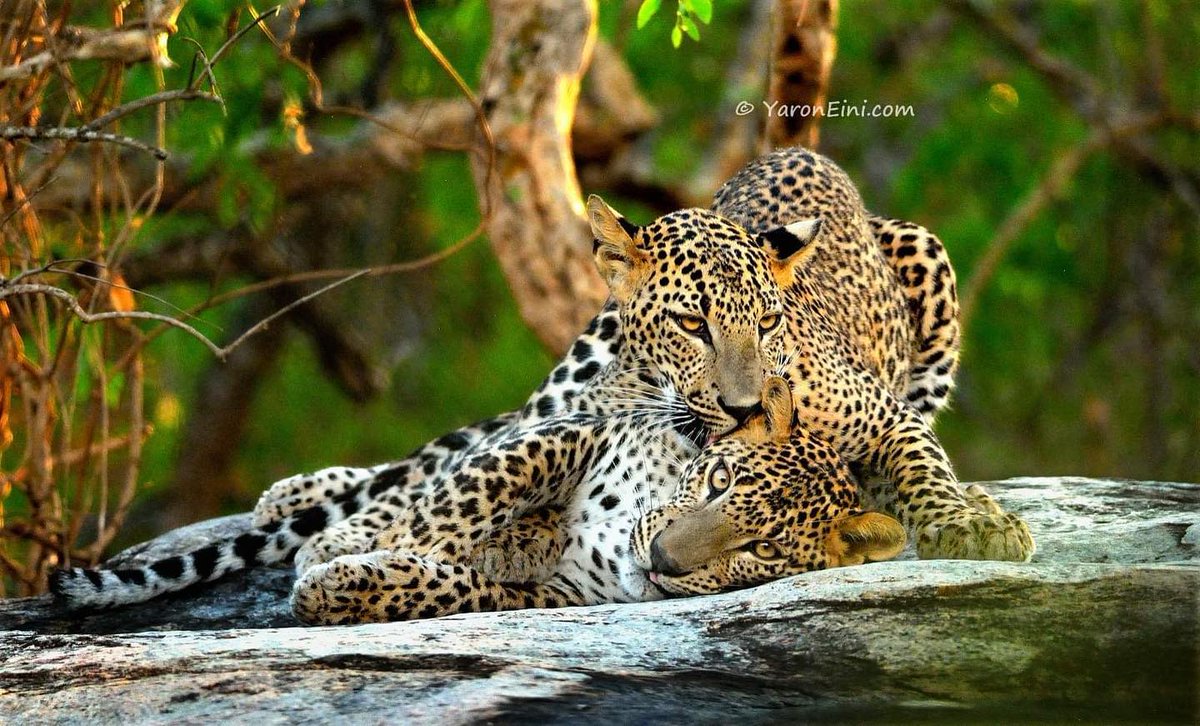 ROMtoronto's tweet photo. Inspired by the Wildlife Photographer of the Year exhibition, the Ontario-wide ROM Wildlife Photographer of the Year contest returned for the 8th year w/ prizes from @HenrysCamera 📸
Our First Place #ROMwpyON Grand Prize Winner is "Leopard Love" by Yaron Eini from Toronto, ON🐆 https://t.co/XR2VPIzRth