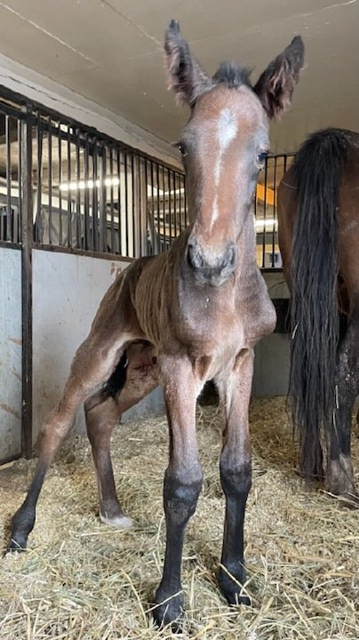 pacetrotting's tweet photo. Idag kom nr4 till världen. En rejäl kille efter Day or Night In - Drottning Pace.
Välkommen🥰🥰🥰 https://t.co/57Hz8algUT