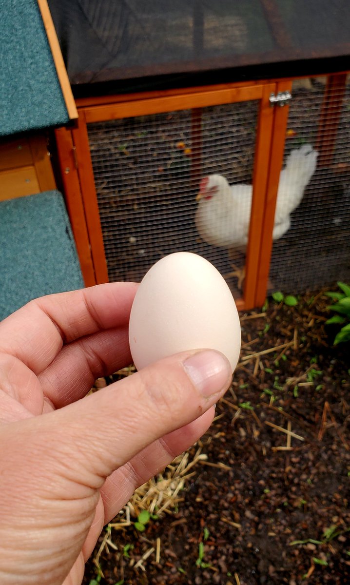 You know it's going to be an egg-citing day when you get your first egg! #chickencoop #chickenegg #backyardchickens