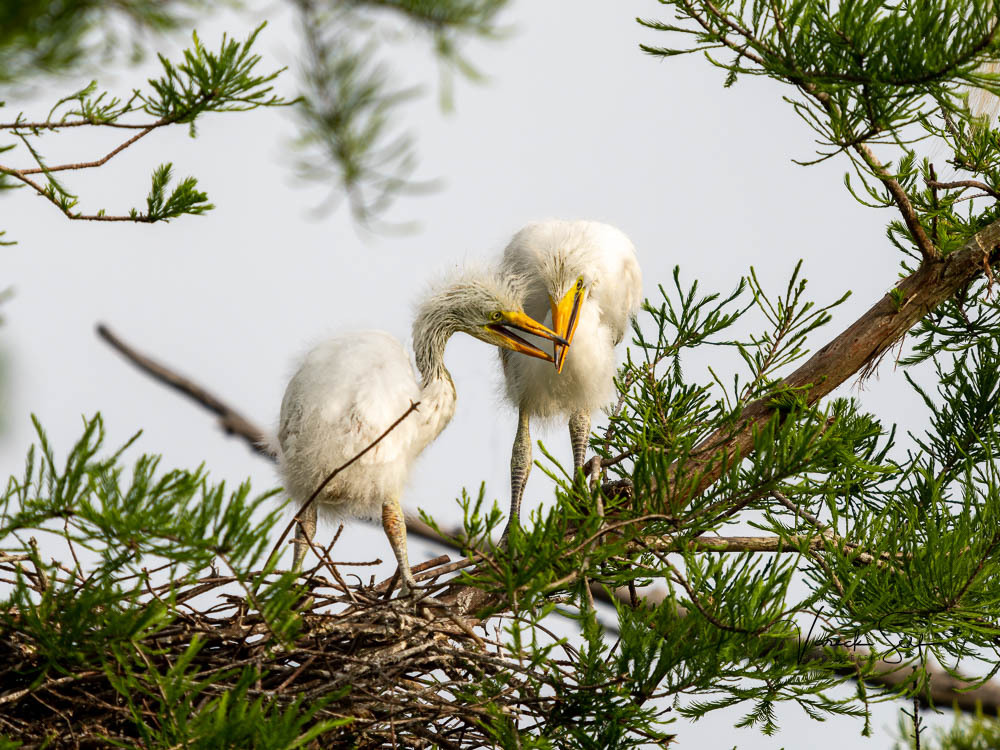 vrself's tweet photo. Captured in this playful moment, these egret siblings remind us of the beauty of family and the unique bonds that we share. As Khalil Gibran once said, 'Your children are not your children. They are the sons and daughters of Life's longing for itself.' T… https://t.co/09BJD5kenQ https://t.co/jDZS0gMGvP
