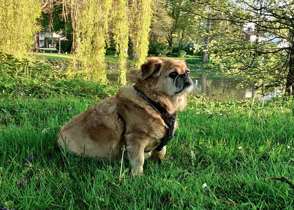 #Gina #hikewithdogs #hikewithp #hundeliebe #hundefotografie