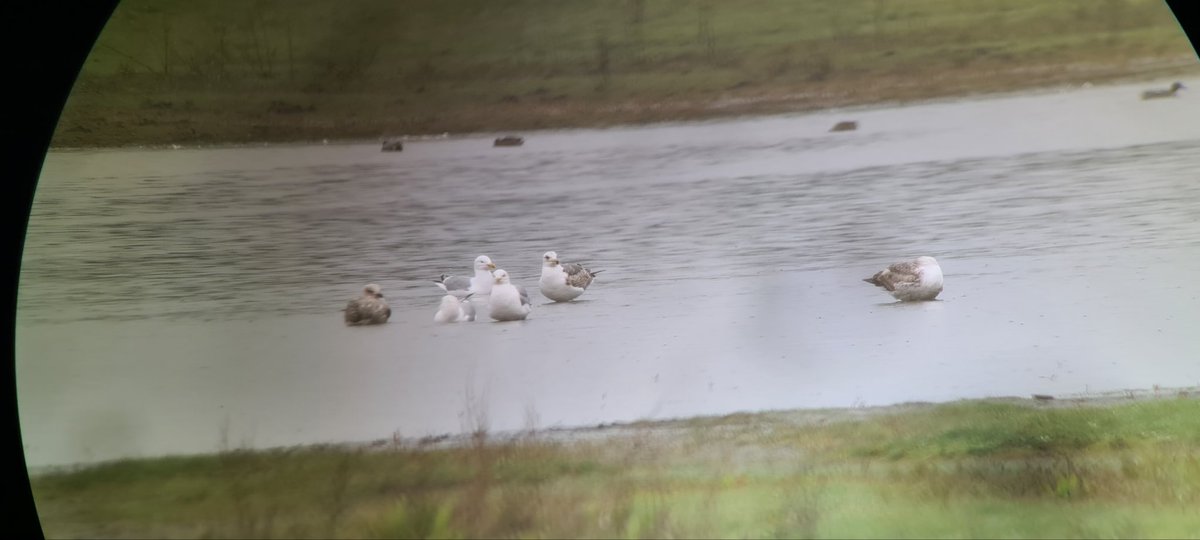 3cy mich currently at the Flats @Peter67369889 @BarryStidolph @tyneWearbirding