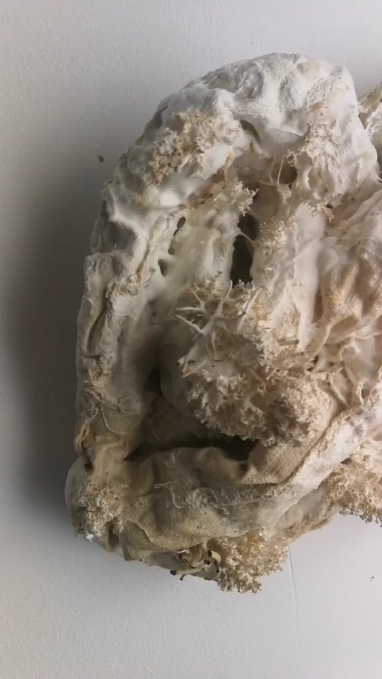 hauering tweet media