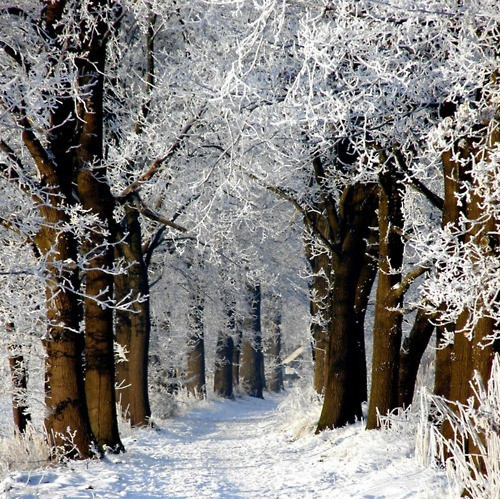nordicwebdesign's tweet photo. Snow Path, Baden-Wurttenberg, Germany #SnowPath #Baden-Wurttenberg #Germany https://t.co/RyCnbQ0uSF https://t.co/8yc0a5MaKp
