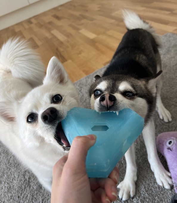 Good morning from these two little nerds ?? https://t.co/jJ7iOGo9Rd
