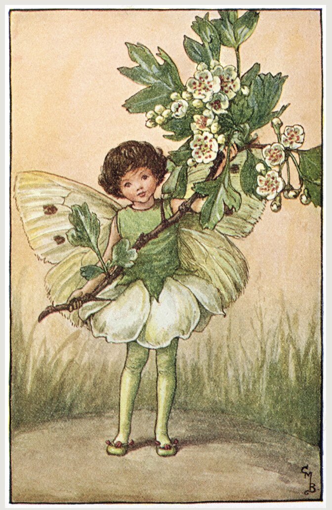 Hawthorn flowers are also called #May blossom. They are sacred to the goddess Brigid when she brings new life &amp; fertility &amp; appear from April to June. Known as a faery tree, the hawthorn should never be harmed, &amp; brings love &amp; healing to the heart. #FolkloreSunday #Beltane #1May