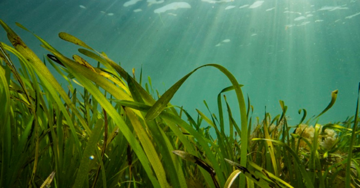 What does #Seagrass do for us?

Healthy seagrass supports an amazing underwater ecosystem, providing juvenile marine life with a nursery, as well as dramatically improving water quality and root structure.

📷 Fiona Crouch

#Seagrass #SaveOurSeabed
