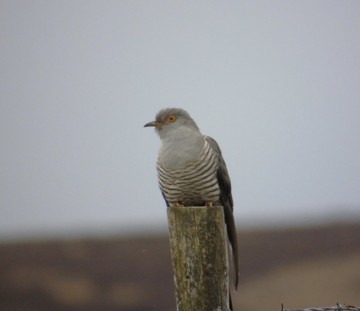 YorksBirder's tweet photo. My first ever sighting of a #cuckoo close to home. Tired &amp; hungry, feeding on the caterpillars! An incredible bird to sit and  watch. #wildlife #ukbird #Africanbirds #wildlifebird #birdphotography #bird #birdwatching #holmfirth #holmfirthwildlife #holmfirth https://t.co/KoI8QbRDmH