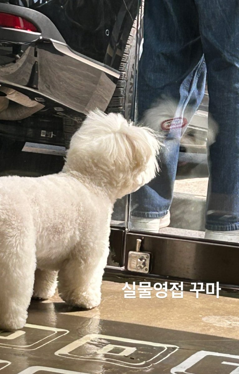 cherishthe17's tweet photo. Fluffy kkuma taken by seventeen's make up artist 🩷🍠 https://t.co/xJCUt3LO3f