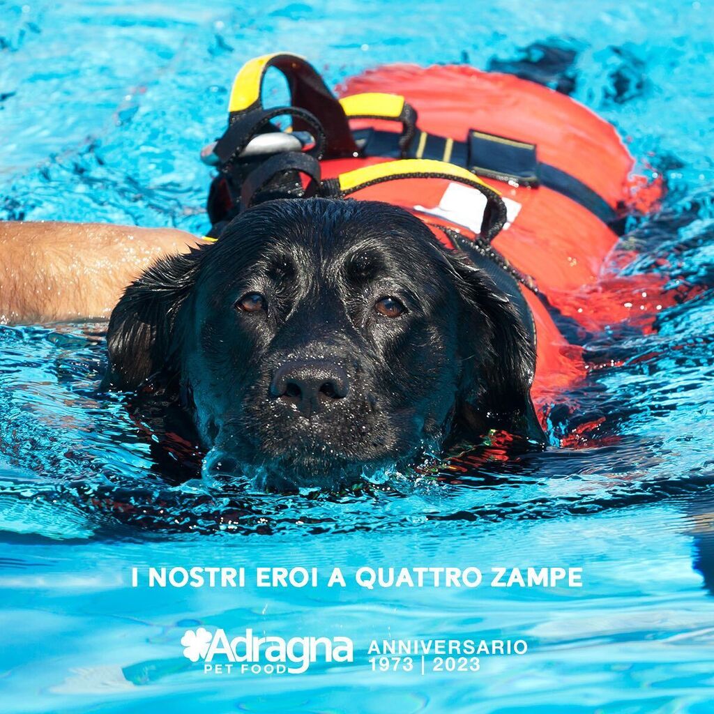 AdragnaPetFood's tweet photo. Cani da salvataggio: eroi a quattro zampe! 🐕🍀

#Giornatamondialedelcanedasoccorso 
#adragnapetfood
#pet
#cane
#gattoApril 30, 2023 at 11:14AM https://t.co/aI2OyK2gkO